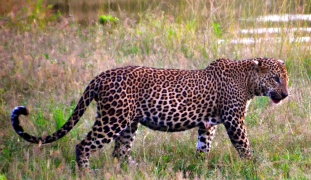 <h5>Yala luipaard</h5>