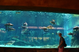 <h5>Dierentuin Singapore Aquarium</h5>