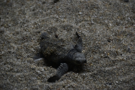 <h5>Zeeschildpadje na 45 dagen uit het ei</h5>